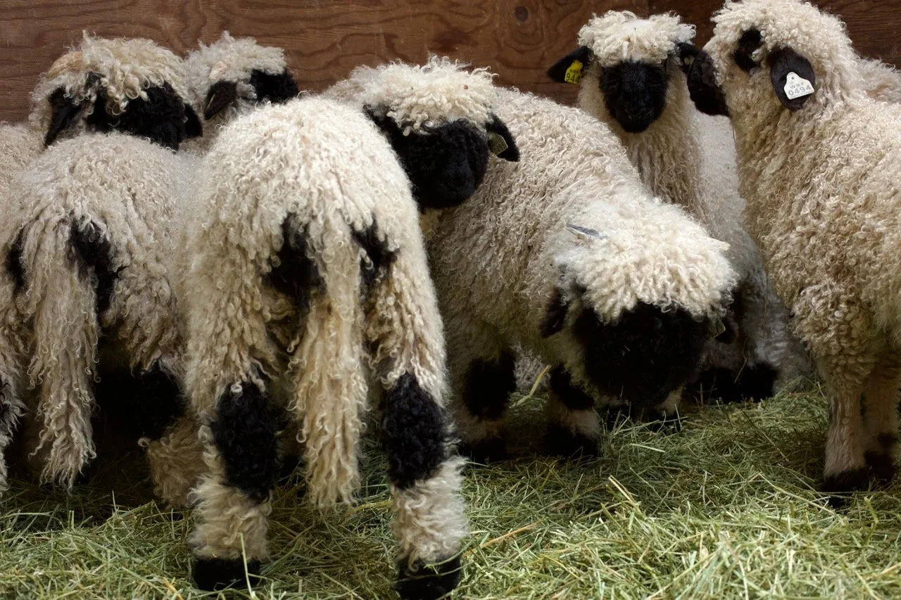 【特注品】wagnus Aqualice Sheep black coat Valais Blacknose Sheep 13965 FARM WORLD | schleich